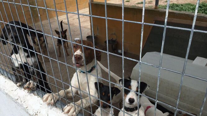 Una imagen de algunos de los perros que residen en las instalaciones de Los Perales.